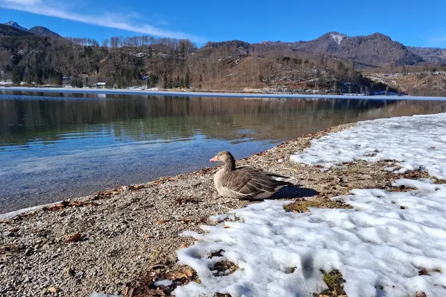 ...vorerst zeig ich euch eine Graugans...