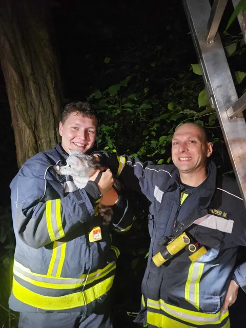 Abenteuerlust kennt keine Grenzen – das dachte sich offenbar ein Kater in St. Valentin. Voller Neugier kletterte er auf einen Baum, doch als es ans Hinuntersteigen ging, war plötzlich Schluss mit dem Mut. Die Freiwillige Feuerwehr St. Valentin half.  | Foto: Bfkdo Amstetten/Zarl