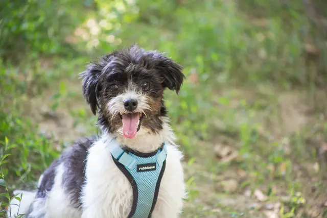 Die 2017 geborene Mischlingshündin Fienchen ist menschenfreundlich und kann auch zu ruhigen Kindern ab Teenager-Alter vergeben werden. | Foto: TSA