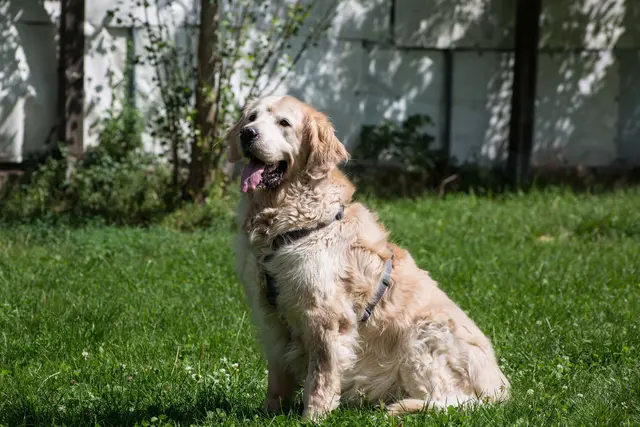 Der 2013 geborene, liebenswerte Golden Retriever-Rüde Buddy ist menschenfreundlich und anhänglich. | Foto: TSA
