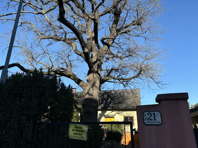 Bei der Hausnummer 21 steht die eine große Eiche seit 1979 unter Schutz.  | Foto: Luca Arztmann/MeinBezirk