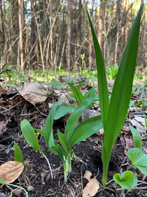 Bärlauch (Allium ursinum) ist überaus gesund, aber beim Pflücken sollte man vorsichtig sein. | Foto: Katharina Weber/Natur im Garten