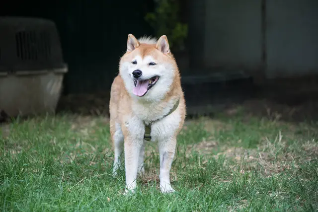 Der rassetypische, 2015 geborene Shiba-Rüde Yoshi benötigt bei Menschen eine kurze Kennenlernphase und ist dann freundlich und kann auch zu Kindern ab Teenager-Alter vergeben werden. | Foto: Tierschutz Austria