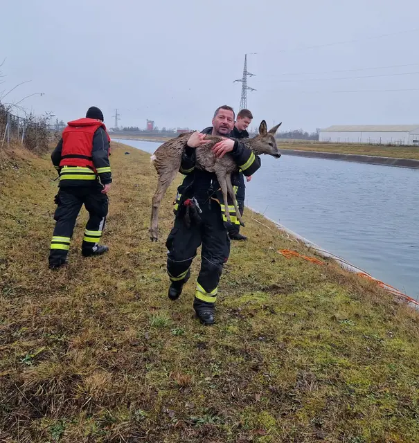 Ein paar Tage vor Weihnachten 2025 stürzte ein Reh in den Ennskanal. Das Tier konnte sich nicht mehr aus eigener Kraft ans Ufer retten. Die Freiwillige Feuerwehr St. Valentin rettete das Reh.  | Foto: Bfkdo Amstetten/Zarl