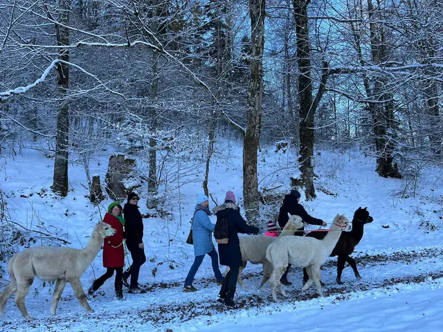 Neben Langlaufen und Schneeschuhwanderungen gibt es auch Wanderungen mit Alpakas. | Foto: Fuschlseeregion