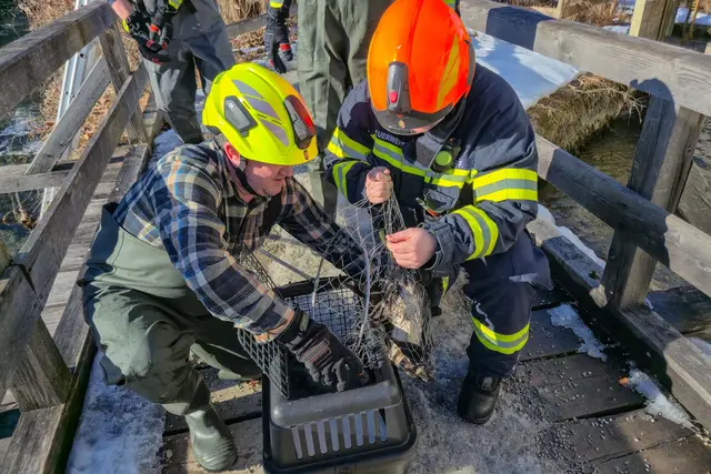 Mehr als eine Stunde lang bereitete der Vogel den Rettern ein „Katz-und-Maus-Spiel“, ehe er dann doch in die Obhut der Helfer gebracht werden konnte. | Foto: FF Bad Goisern