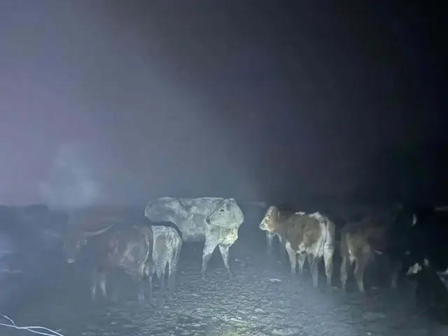 Ein zwei Tage altes Kalb konnte in Stallhofen wieder der Herde übergeben werden, nachdem es in einen Bach gerutscht war. | Foto: FF Stallhofen