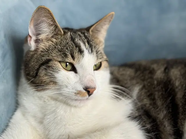 Familie Gartner aus Krenglbach sorgt sich um den Verbleib ihres geliebten Katers Toni, der seit drei Tagen spurlos verschwunden ist. | Foto: Gartner