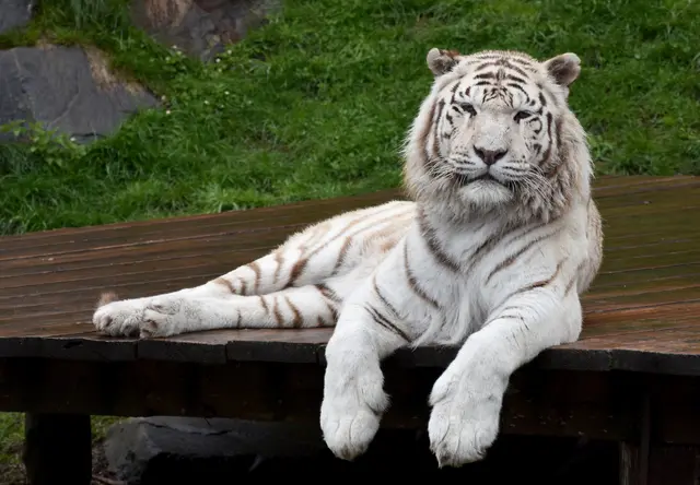 Im Mostviertel laden vielfältige Tierparks , wie der Weiße Zoo mit seinen weißen Tigern, dazu ein, Tiere zu entdecken. | Foto: Julia Mang