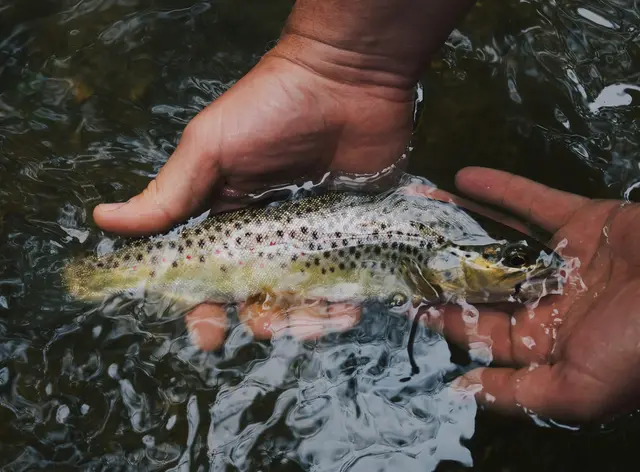 Heimischer Fisch ist bei den Steirerinnen und Steirern besonders beliebt – das zeigt sich auch darin, dass dieser rein rechnerisch bereits Ende Jänner "aufgegessen" ist.  | Foto: Unsplash/Hunter Brumels