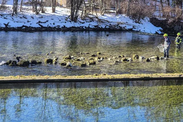 Das verletzte Tier saß schon mehrere Tage lang verletzt auf einem Stein mitten im Traunfluss. | Foto: FF Bad Goisern