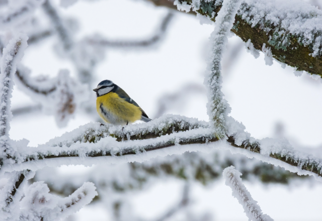 Das Wochenende wird in der Steiermark grau und winterlich. (Symbolbild)  | Foto: Pixabay