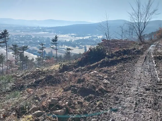 Tüchtig abgeholzt wurde im Bereich Willendorf und auch bei Winzendorf. | Foto: privat