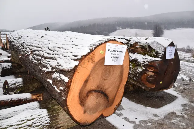 Besonders schöne und erfolgreiche Baumstämme Flatterulme und Ulme. | Foto: Mirjam Preineder