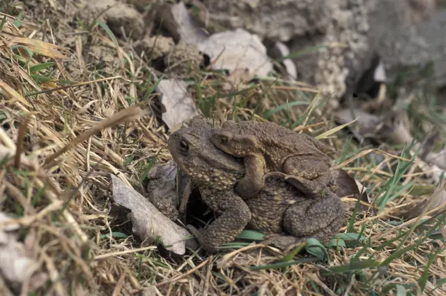 Foto: ARGE Natruschutz