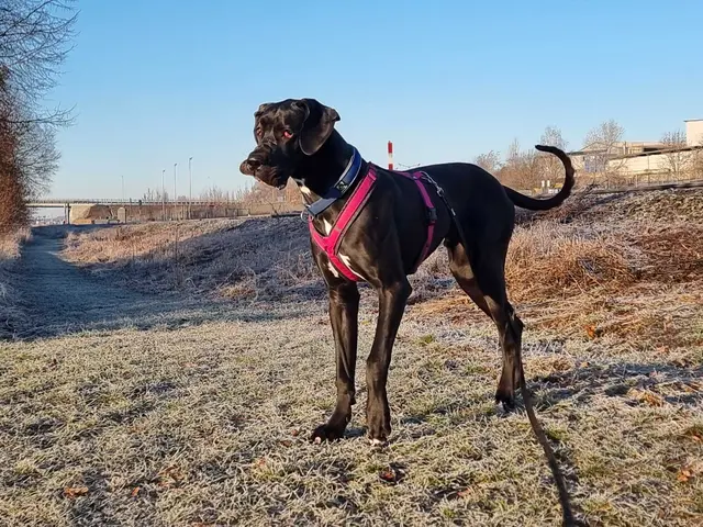 Deutsche Dogge, nicht kastrierter Rüde, geb. 03/2025
Höhe: 80 cm | Gewicht: 45 kg. 
 | Foto: Tierheim Dechanthof