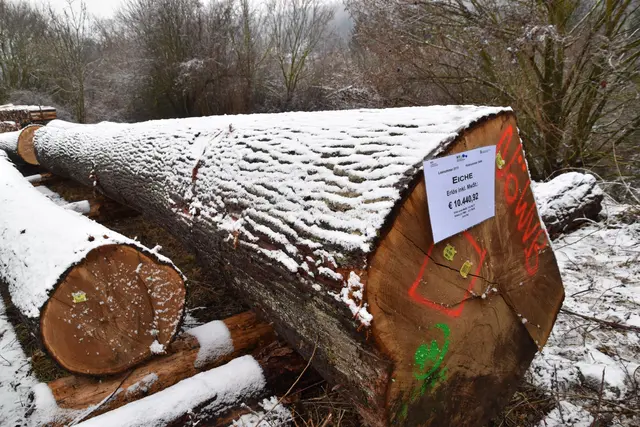 Der teuerste Holzstamm ist 9 Meter lang und erzielt 10.440,92 Euro mit Mehrwertsteuer mit 4,03 Festmeter. Der Käufer ist spezialisiert auf Langdielen-Fußböden. | Foto: Mirjam Preineder