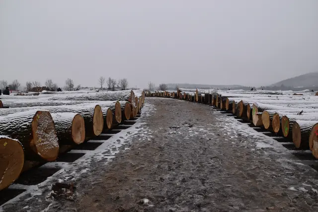 In Heiligenkreuz liegen die schönsten Holzstämme zum Verkauf. | Foto: Mirjam Preineder