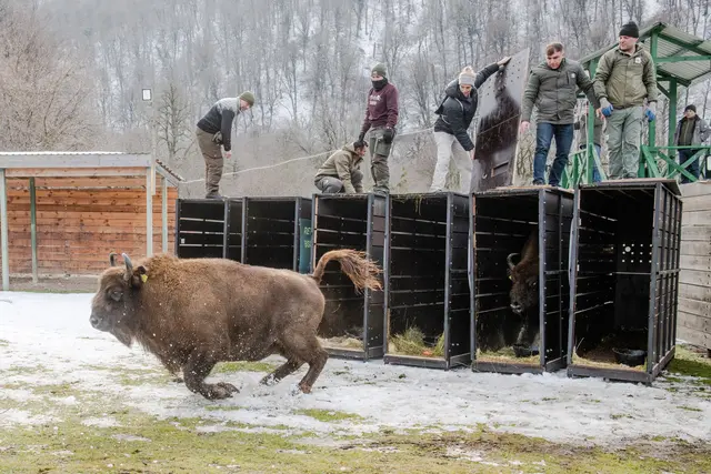 Wisentkuh Ina sprintet in die Weiten des Kaukasus. Sicher ein anderes Gefühl als im heimeligen Gehege des Alpenzoos.  | Foto: WWF/Emil Khalilov