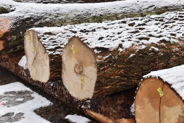 Eine Spezialität ist der Zürgelbaum von der Familie der Hanfgewächse. Er ist zum ersten Mal bei der Laubholzsubmission vertreten. | Foto: Mirjam Preineder