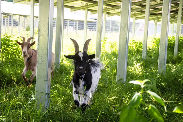 Foto: AAE Naturstrom