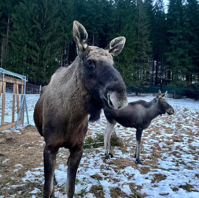 Brutus und Hannah: Ab sofort wohnen auf dem Hof von Michelle und Franz Friedam in Tragöß-St. Katharein zwei Elche. | Foto: Friedam