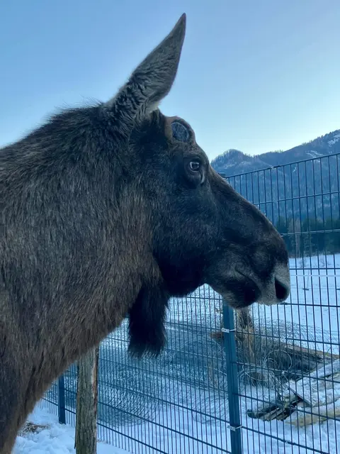 Brutus hielt lange Ausschau auf seine Herzensdame, nun ist es endlich soweit. | Foto: Friedam