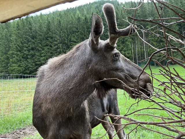 Ein Bild aus vergangenen Tagen, als Brutus noch allein in seinem Gehege umherstreifte. | Foto: MeinBezirk/Angelika Kern