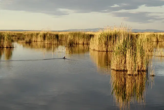Der Neusiedler See bestätigt einmal mehr seine Rolle als touristisches Herzstück des Burgenlands. | Foto: BirdLife/Michael Dvorak