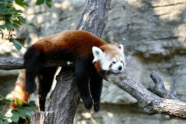 Foto: Panthermedia/dreamwolf