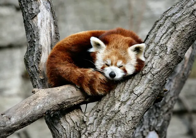 Das Rote Panda-Weibchen in Schönbrunn ist in der Nacht auf den 10. Jänner im Alter von 17 Jahren friedlich entschlafen. | Foto: Panthermedia/dreamwolf