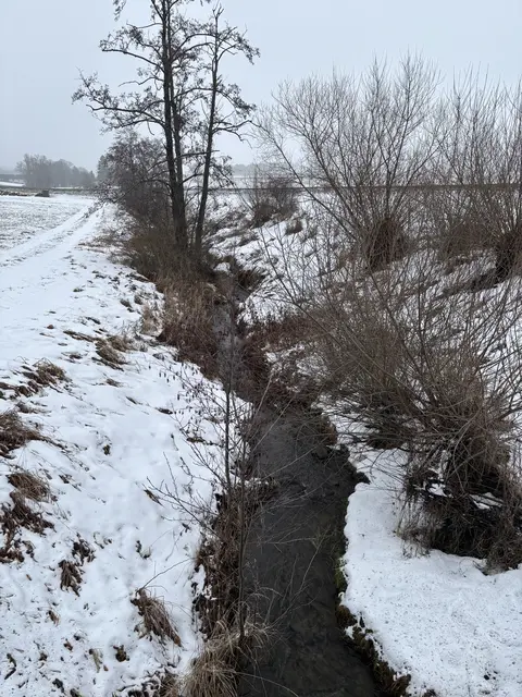 Der Betzbach in Neupölla rückt für die Bewohner und die Ermittlungen nach der Ursache der Verunreinigung in den Mittelpunkt. | Foto: Bernhard Schabauer