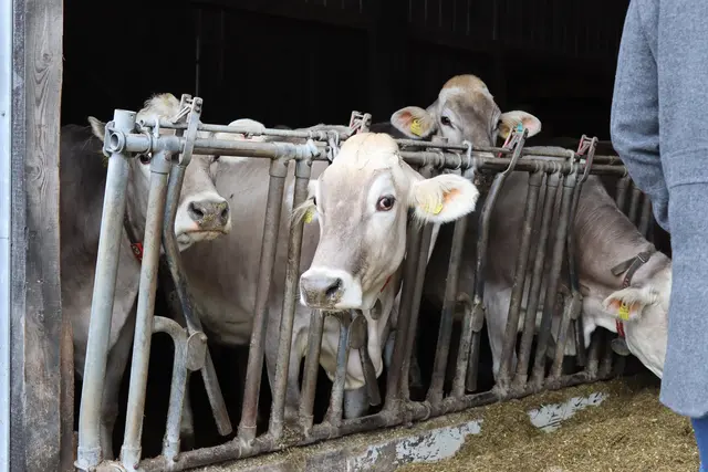 Foto: MeinBezirk/Chiara Kresse