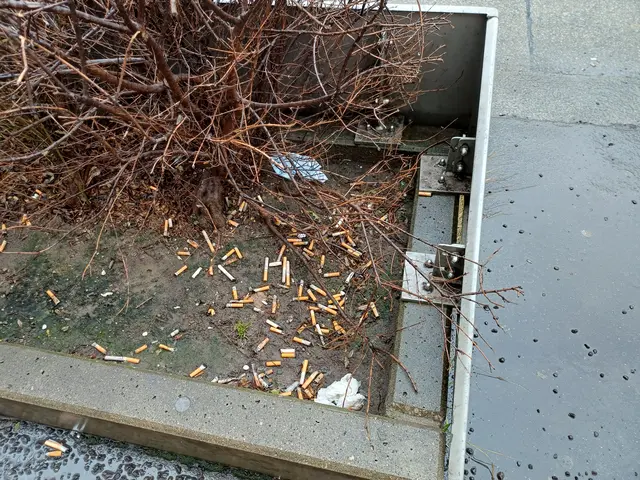 Zigarettenstummel prägen das Bild in den Pflanzentrögen. | Foto: z.V.g.