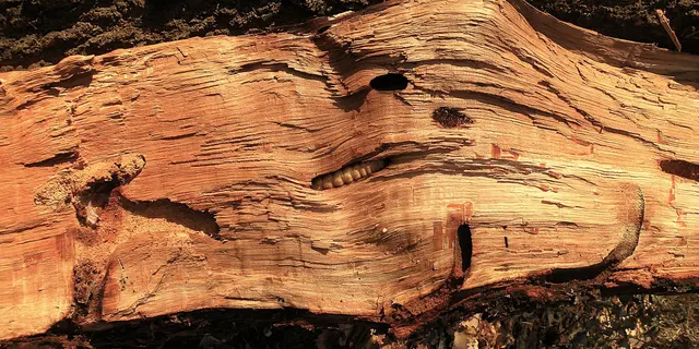 Die Larve des (meist)Gemeinen Nagekäfer frisst sich in den Baumstamm und verursacht schwere Schäden.
