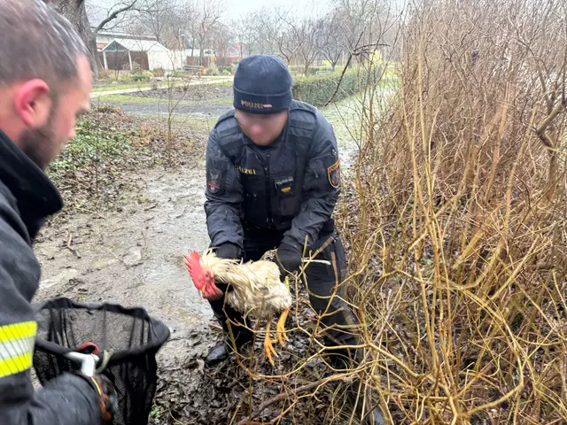 Der gefiederte Ausreißer stellte die Einsatzkräfte vor eine echte Herausforderung. | Foto: FF Schwechat