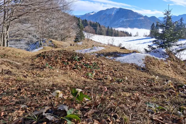 ...ein letzter sonniger Blick zur Brennerin und zum  Nebelmeer über dem Attersee.