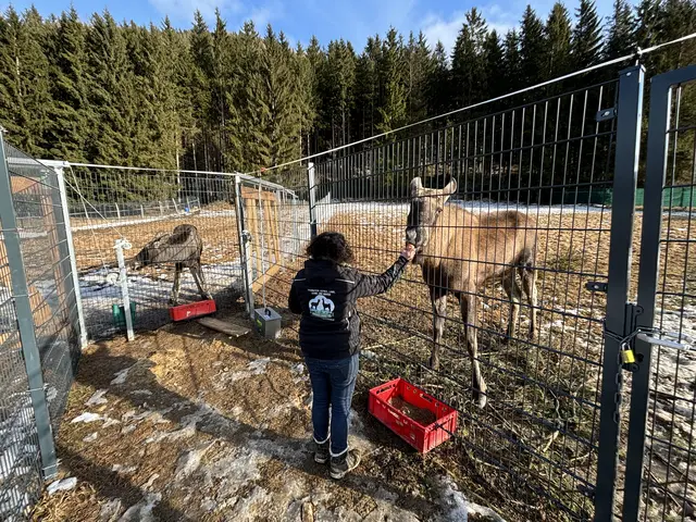 Beim Füttern werden die zwei noch getrennt gehalten, damit sie beide genug erwischen. Ansonsten wohnen die zwei in einem Gehege. | Foto: MeinBezirk/Angelika Kern