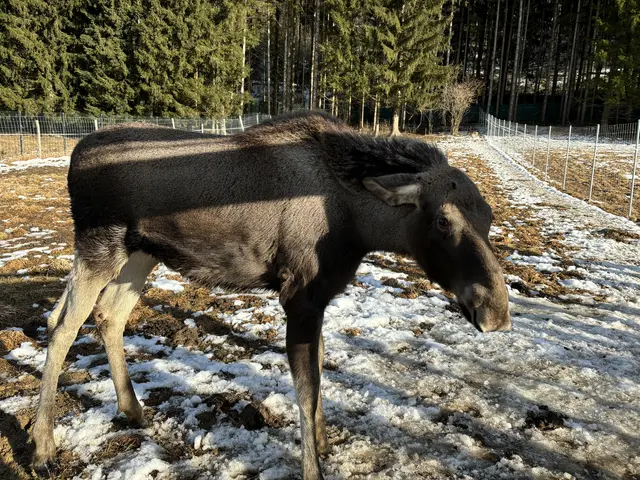 Nun ist sie endlich da: Elchkuh Hannah. | Foto: MeinBezirk/Angelika Kern