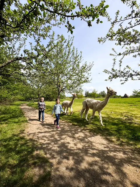 Tierisches Vergnügen: Auch mit Alpakas kann man im Waldviertel wandern! | Foto: Waldviertel Tourismus, Joel Eggimann