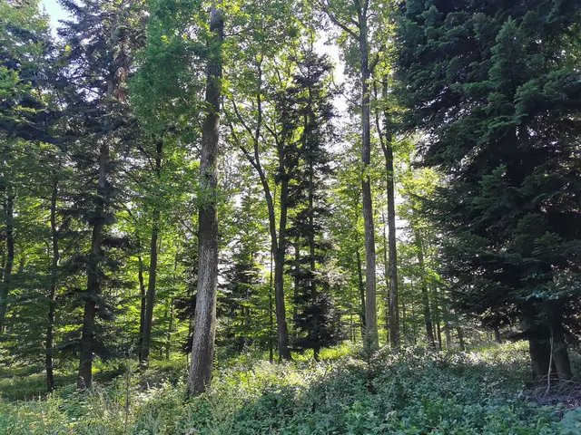 KI, Drohnen & Co.– Digitale Tools erobern die Wälder