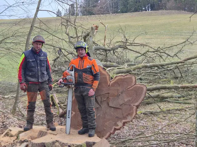 Johannes Gattringer und Markus Reiter haben die schöne Eiche gefällt. Sie war der dickste Baum bei der Wertholzsubmission aus dem Bezirk Rohrbach.  | Foto: Hackl