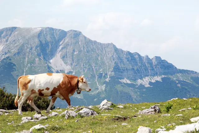 Die „Grüne Lunge“ Niederösterreichs: Wälder, stille Täler und imposante Berge laden Natur- und Bewegungsfreudige zu Ausflügen ein. | Foto: Mostviertel Tourismus weinfranz.at