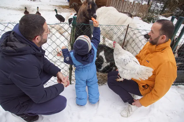 Deer kleine Francisco beider der Tierfütterung.  | Foto: Helmut Eder