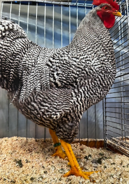 "Fritzi" aus Loising ist der schönste Gockel im ganzen Land. | Foto: Rudolf Sterkl