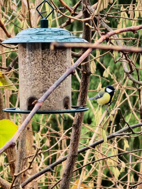 Wenn zwischen Kohlmeisen im Garten plötzlich ein weißer Vogelkopf hervorlugt, handelt es sich wahrscheinlich um einen Teil-leuzistischen Vogel. | Foto: Gabriele Payerhofer