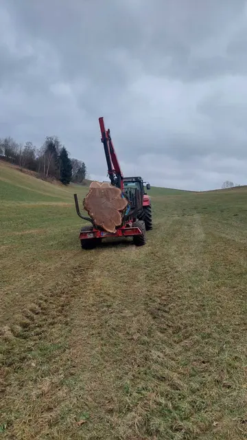Der Stamm mit dem größten Durchmesser und der größten Kubatur (2,58 Festmeter) aus dem Bezirk Rohrbach: eine Eiche mit 103 Zentimeter Mittendurchmesser ohne Rinde.  | Foto: Hackl