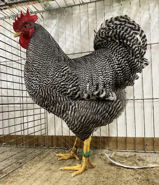 "Fritzi" aus Loising ist der schönste Gockel im ganzen Land. | Foto: Rudolf Sterkl
