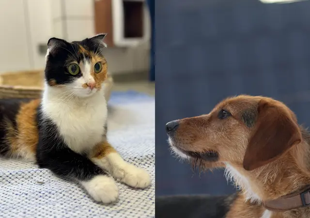 Ella &amp; Murphy: Beide suchen jeweils ein eigenes liebevolles Zuhause, in dem sie ankommen dürfen. | Foto: Tierschutzverein Tirol