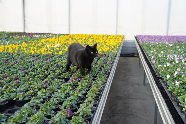 Pflichtbewusst: Der schwarze Kater Lyon ist gemeinsam mit seinem Kumpel Toulouse dafür zuständig, dass die Mäuse keine Pflanzen anknabbern. | Foto: Birgit Gehrke